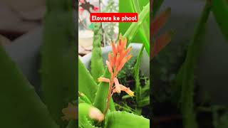 Elovera ke phool amazingfacts chanakyagyan shining vlogs🥹🥹🥹🥹🥹🥹 [upl. by Mandelbaum12]