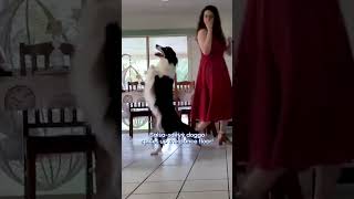 Pets with INCREDIBLE Dance Moves [upl. by Llecram]