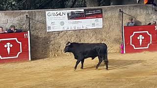 salida al ruedo de un bonito novillo en segura de la sierra jaen [upl. by Moffat]