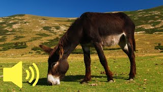 What does a Donkey sound like Farm Animal Sounds  Animal Sounds [upl. by Rickard156]