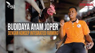 Usaha Budidaya Ayam Joper dari DOC sampai siap panen [upl. by Enyala]