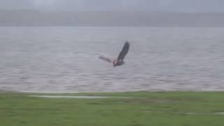 Zeearend in het Lauwersmeer [upl. by Nage]