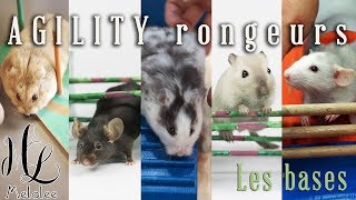 agility rongeurs hamsters souris gerbilles rats [upl. by Nottarts]