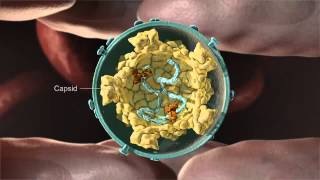 Anatomy of a Retrovirus [upl. by Akenit443]