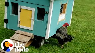 Rooster Sprints To His Wife Every Single Morning  The Dodo [upl. by Lathe]