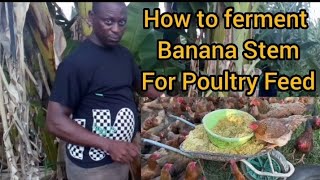 How to ferment Banana amp Plantain Stem for Poultry amp Livestock feed Tips for Free Poultry Feed [upl. by Leahcym808]