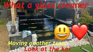 Koi pond update shocked with this koi pond ponds cleaning [upl. by Soiritos286]