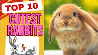 10 FASCINATING FACTS ABOUT RABBITS YOU NEVER KNEW [upl. by Hsu679]