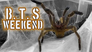 BTS weekend recap tarantula tarantulas spiders inverts [upl. by Einegue]