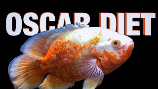 Oscar Fish Diet Guide [upl. by Gerbold]