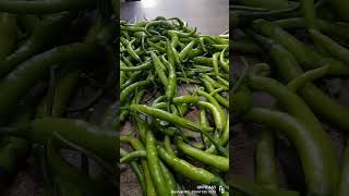 today iam pureches green mirchi ₹40500gm130 Q [upl. by Nosyla164]