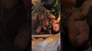 Red Potatoes Picking Way From Field 💚 shorts youtubeshorts shortsvideo [upl. by Hedley]