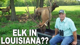 Breeding Deer and ELK in LOUISIANA  Deer Farming Channel [upl. by Layor759]