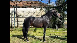 4 12 yr old 162h black bay Lusitano stallion schooling 2nd [upl. by Nylrats556]