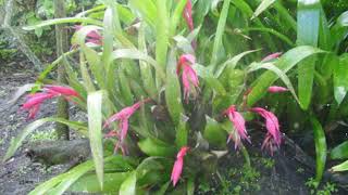 How to Grow Billbergia [upl. by Acina827]