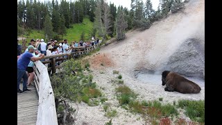 2023 Yellowstone National Park trip [upl. by Enelhtac]