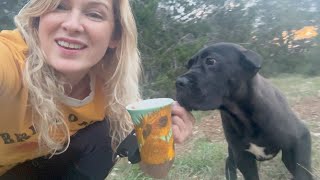 CANE CORSO Puppy IMPORT and What BREEDER I Used [upl. by Harriman]