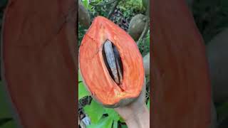 malayalam facts plant fruit gardening garden tropicalfruit mango 24 July 2024 bonsai [upl. by Nahshu617]