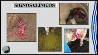 video 1 parte 4 coccidiosis en becerros Mv juan Uzcátegui UCLA Venezuela [upl. by Haelem]