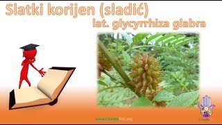 Slatki korijen sladić lat glycyrrhiza glabra eng licorice [upl. by Anahsit649]