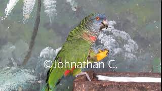 Feeding Saint Lucia Parrot [upl. by Mcclish882]