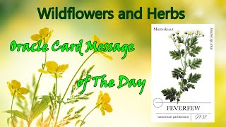 Wildflowers and Herbs Oracle Card for the Day 🌿 FEVERFEW 🌿 Short Visual Meditation [upl. by Nuncia502]