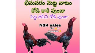 భీమవరం జాతి మెట్ట వాటం కోడి కాకి పుంజు🐣🐥🐓 7793993562 No birds harmingEducational 8639612069 [upl. by Yasdnil424]