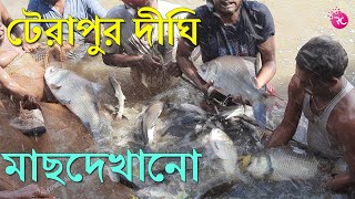 মাছদেখানো পূর্ববর্ধমান টেরাপুর দীঘিতে – Fish Show at Terapur Dighi  Rozina’s Club [upl. by Imis]