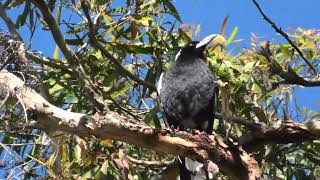 Australian Magpie 26 [upl. by Joao750]