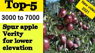 Top 5 apple variety  redvlox apple variety  kingrot apple variety  scarlet spur2  Apple farming [upl. by Naginarb]