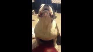 Nigel the Cute English Bulldog Howling [upl. by Nauaj]