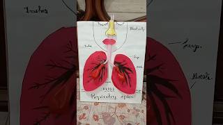 Respiratory system 💫 a model demonstrating how to inhale and exhale  youtubeshorts shorts model [upl. by Anilac]