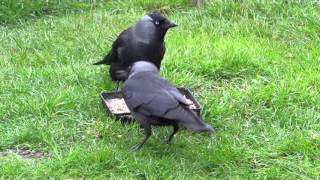 Jackdaws In The Garden [upl. by Ylrebme]