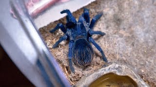 Brazilian Blue Tarantula Female  Pterinopelma Sazimai  Eating [upl. by Conni]