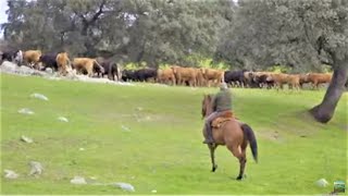 El caballo y el toro bravo Cáceres y Sevilla [upl. by Nilac]