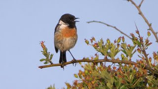 Stonechat Calling [upl. by Otxis387]