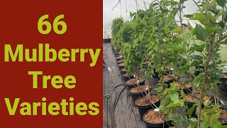 Our 66 Mulberry Tree Varieties [upl. by Phillip]