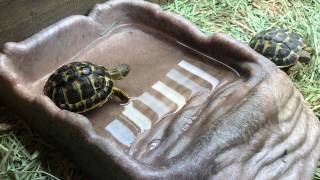 Watch as a threeyearold Tuscan western Hermanns tortoise explores his new enclosure [upl. by Nosreip829]