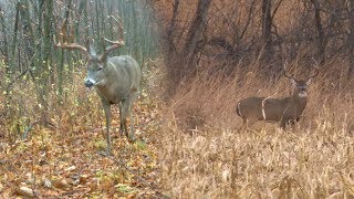 Mark Drury vs 188quot GIANT Typical Whitetail  DODTV Heartbreakers [upl. by Radmen]