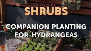 Companion Planting for Hydrangeas [upl. by Blayne]