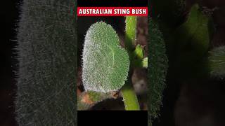 Natures Thorny Nightmare Exploring the Gympie Gympie  Gympie Gympie Plant ☘️ shorts gympie [upl. by Jasmine]