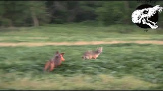 Dog Decoys Two Coyotes At Dusk [upl. by Akinajnat]