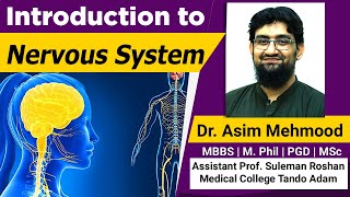 Introduction To Nervous System and Neuron  Hindi  Urdu [upl. by Ellerd]