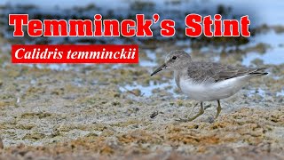 Temmincks Stint  Calidris temminckii [upl. by Rihat]