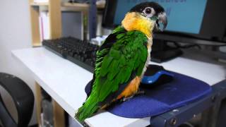 ズグロ Caique sing Whitney Houston song [upl. by Inaliak]