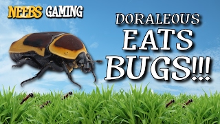 Doraleous Eats Bugs  Bug Festival [upl. by Dnesnwot849]