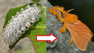 10 Amazing Caterpillars to MothsButterflies Transformations [upl. by Emoryt]