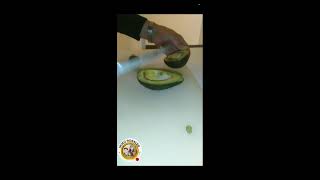 🟠Peeling and Cutting Avocado 🥑 Fr INDIA ASMR amp REVERSE ◀️ [upl. by Esinned158]