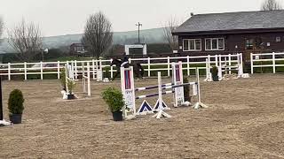 Bitless jumping in a Micklem Multi Bridle 9th March 2024 Boleybawn Tornado 2018 mare x Jorado [upl. by Bean]