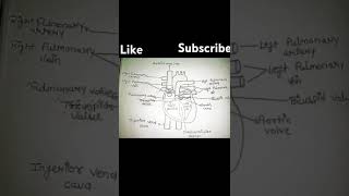 Human heart clear diagram in english bsc shorts 1million biology diagram drawing humanity [upl. by Meri]